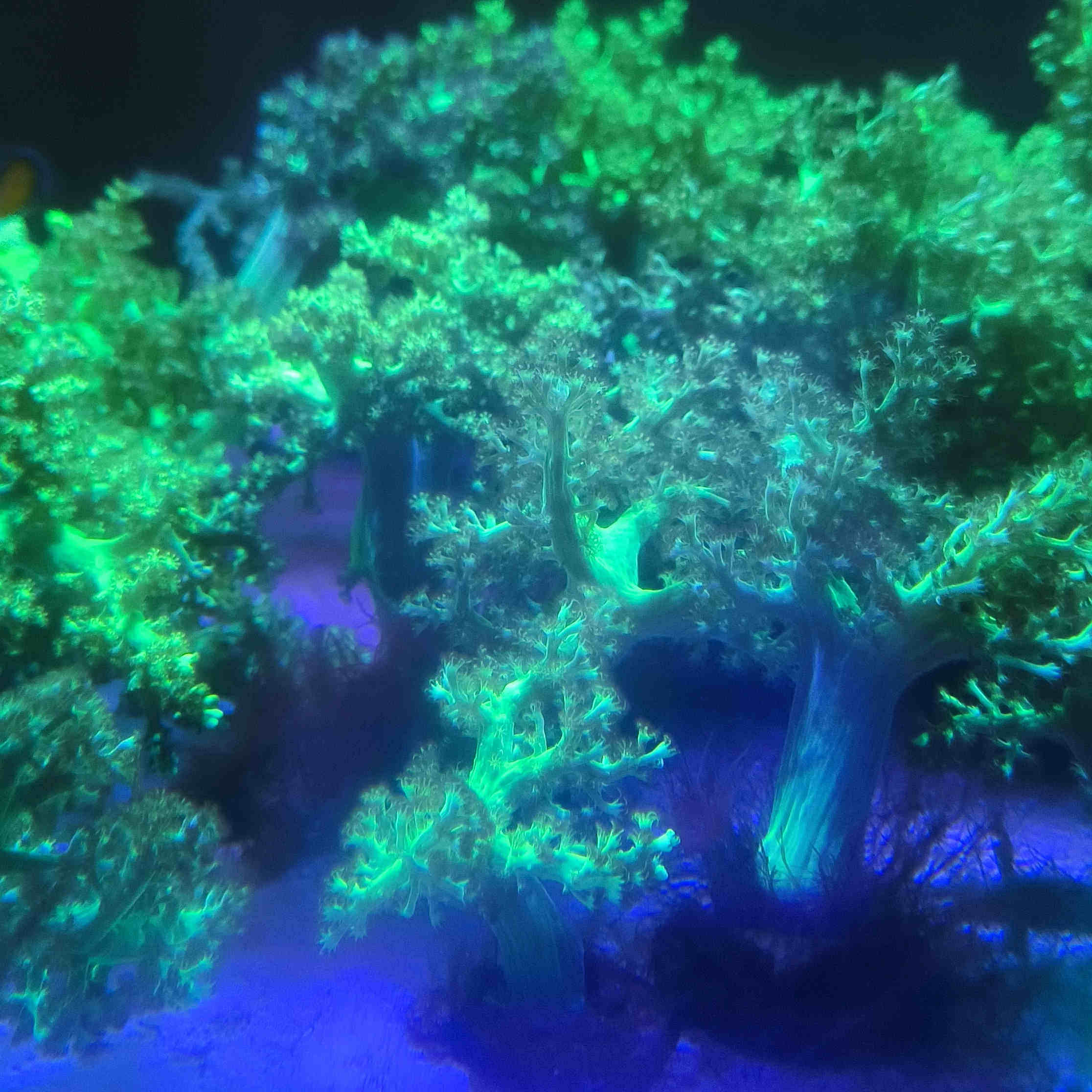 圣诞树珊瑚麦穗珊瑚九尾狐 荧光绿圣诞树珊瑚海水海缸珊瑚小丑鱼