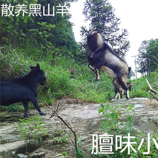 散养黑山羊土羊带皮羊肉羊腿羊排新鲜羊后腿本地羊膻味小四斤起发