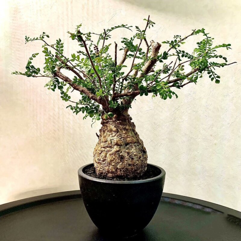 实生潮流块根植物象足漆树珍奇稀块根