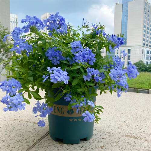 蓝雪花盆栽苗棒棒糖阳台观花耐热好养植物花园庭院爬藤藤本