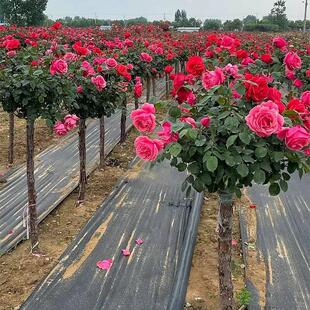 大花浓香四季耐寒嫁接树状月季棒棒糖老桩庭院别墅花卉树桩大月季