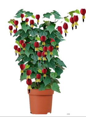 藤本爬藤植物盆栽蔓性风铃花