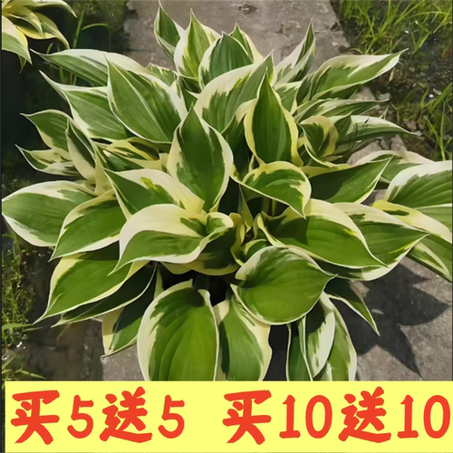 玉簪花苗盆栽庭院花园耐寒耐热