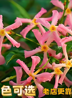 粉色风车茉莉盆栽大苗藤爬藤花卉