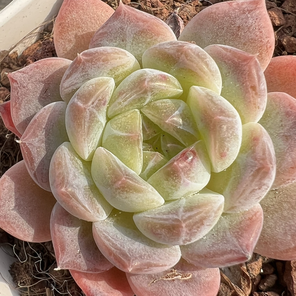 冰魄多肉植物一物一拍 冰魄雪颜 糖心冰魄暗纹多肉【雪狼多肉】