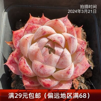 卡洛琳女王一物一拍   精品多肉植物【雪狼多肉】