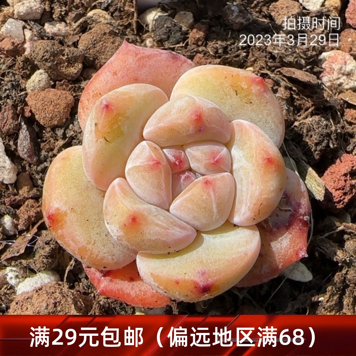 星影多肉一物一拍日本星影多肉植物【雪狼多肉】