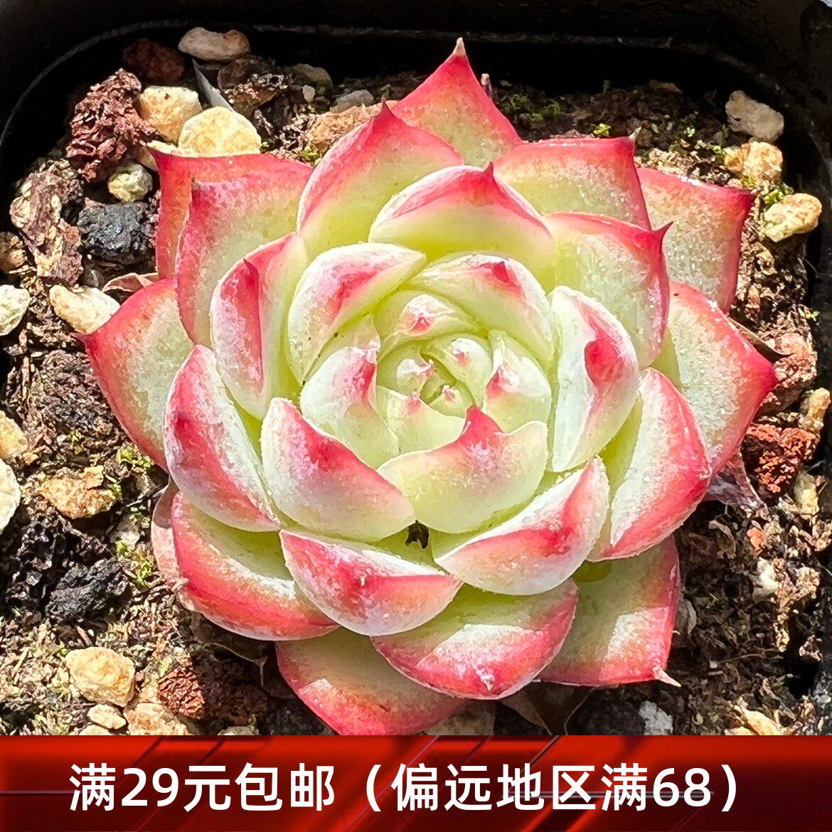 粉水晶多肉 水晶玫瑰多肉植物一物一拍【雪狼多肉】