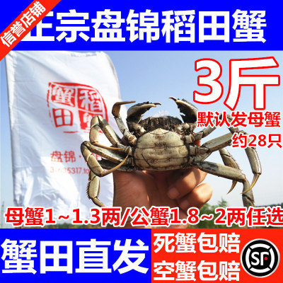只卖正宗盘锦本地稻田蟹盘锦河蟹
