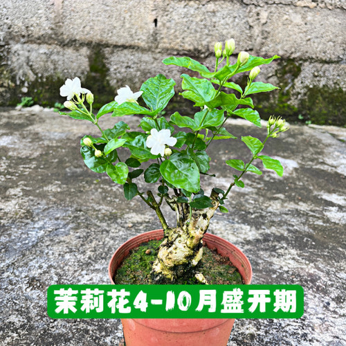 横州重瓣茉莉花老桩盆景当年开花阳台户外庭院绿植直播间一物一拍