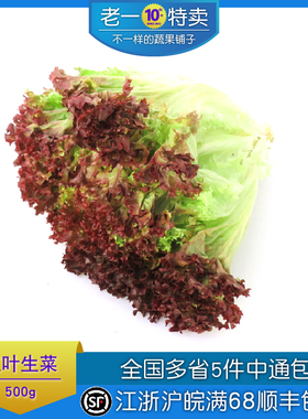 老一特卖 新鲜红叶生菜 紫叶 罗莎红 红珊瑚 紫生菜 沙拉菜 500g