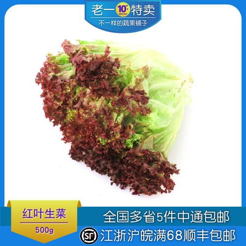 老一特卖新鲜红叶生菜沙拉菜500g