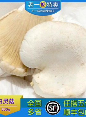 白灵菇菌菇新鲜菌菇特色食用菌