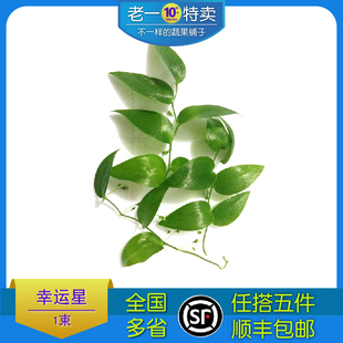 新鲜幸运星 1束 腾树苗阔叶舞竹幸运草酒店摆盘