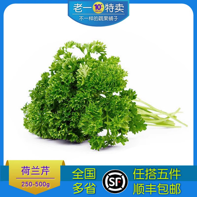 新鲜特卖洋芫荽250g荷兰芹