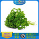 老一特卖 250g 新鲜荷兰芹反西蕃茜法香洋芫荽西餐蔬菜