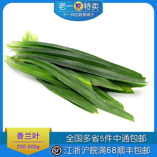 老一特卖 香兰叶新鲜食用斑斓叶 香兰叶香料甲抛叶 500g