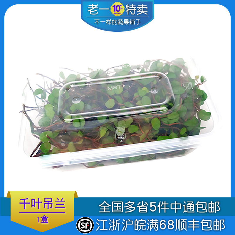 新鲜千叶兰叶子摆盘花草图片
