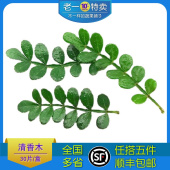 新鲜清香木胡椒木 饰点缀 香叶子1盒日料西餐酒店烘培摆盘装