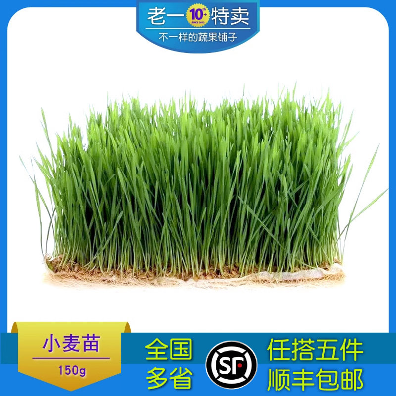 老一特卖 新鲜 蔬菜 小麦苗 小麦草8.9元/盒约150克