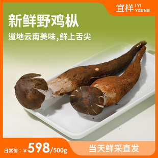 7月新品 宜样新鲜大鸡枞菌菇云南食用菌蘑菇煲汤炖煮菌菇