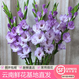 剑兰鲜花云南直发花期长水培鲜花紫剑兰原产地新鲜花发货家用真花