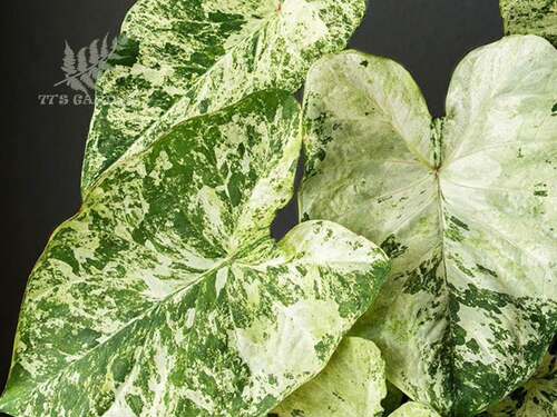 彩叶芋绿蛙锦新品首发锦叶植物