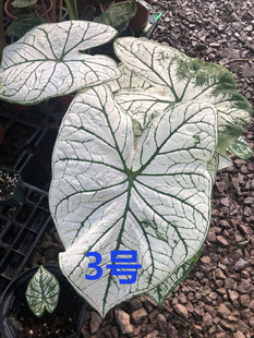 这是一个拍图很渣的卖家秀 彩叶芋 链接   实物可能会美丽一百倍