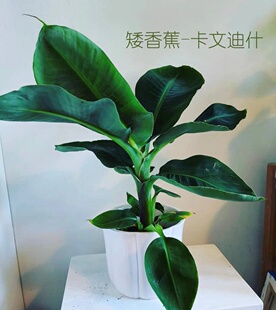 【77花卉】矮生香蕉卡文迪什 盆栽香蕉可结果   顺丰包邮
