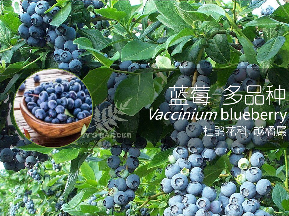 77花卉 蓝莓盆栽苗可结果阳台庭院小盆栽观赏食用皆可单盆包邮