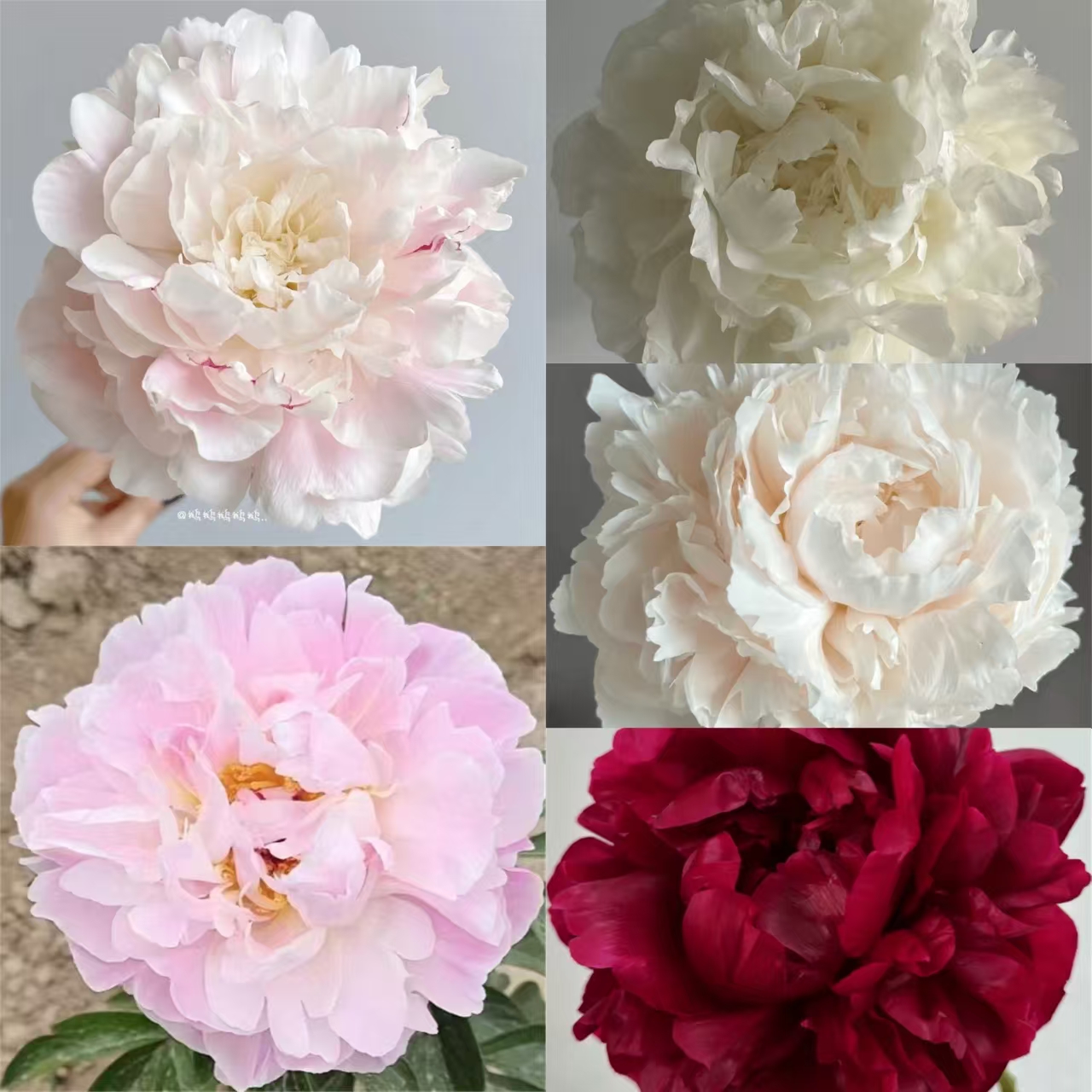 荷兰进口芍药花苗种苗2-3  秋天发货