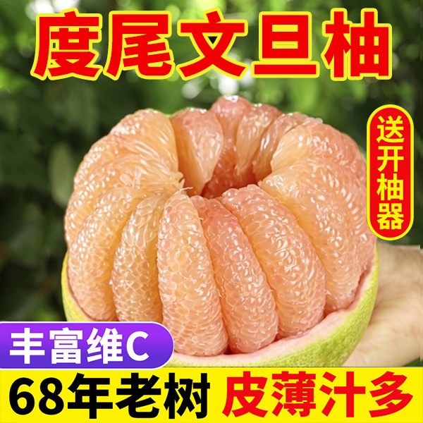 莆田度尾文旦柚老树红心