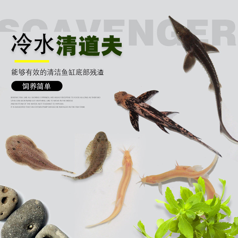 cold water cleaner fish