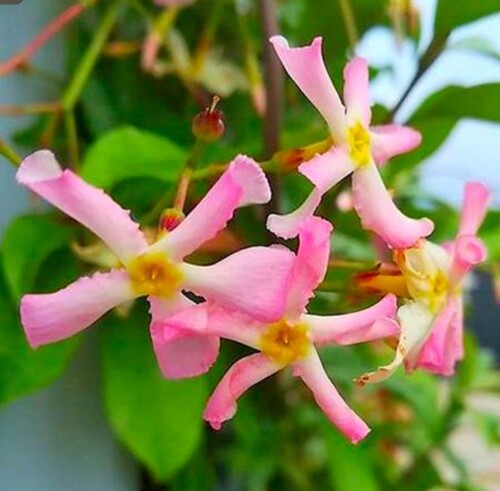 粉色风车茉莉，萌萌少女心