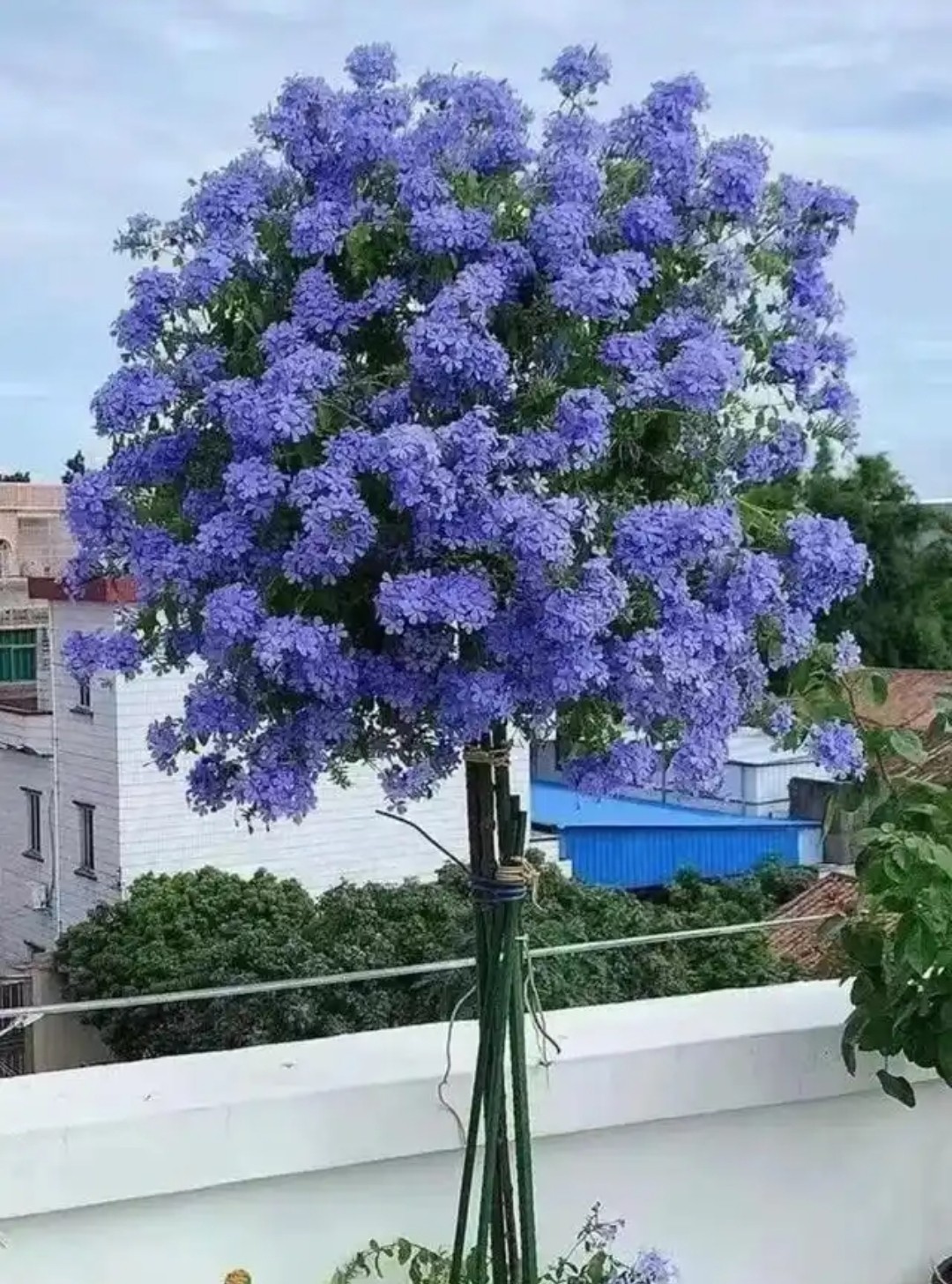 蓝雪花  清凉一夏
