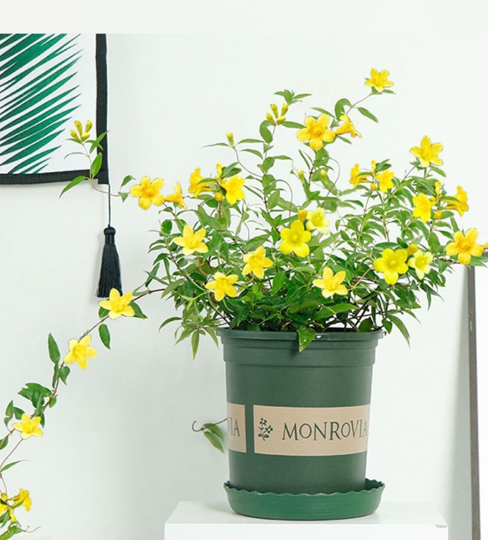 金鱼吊兰金鱼吊兰金鱼吊兰