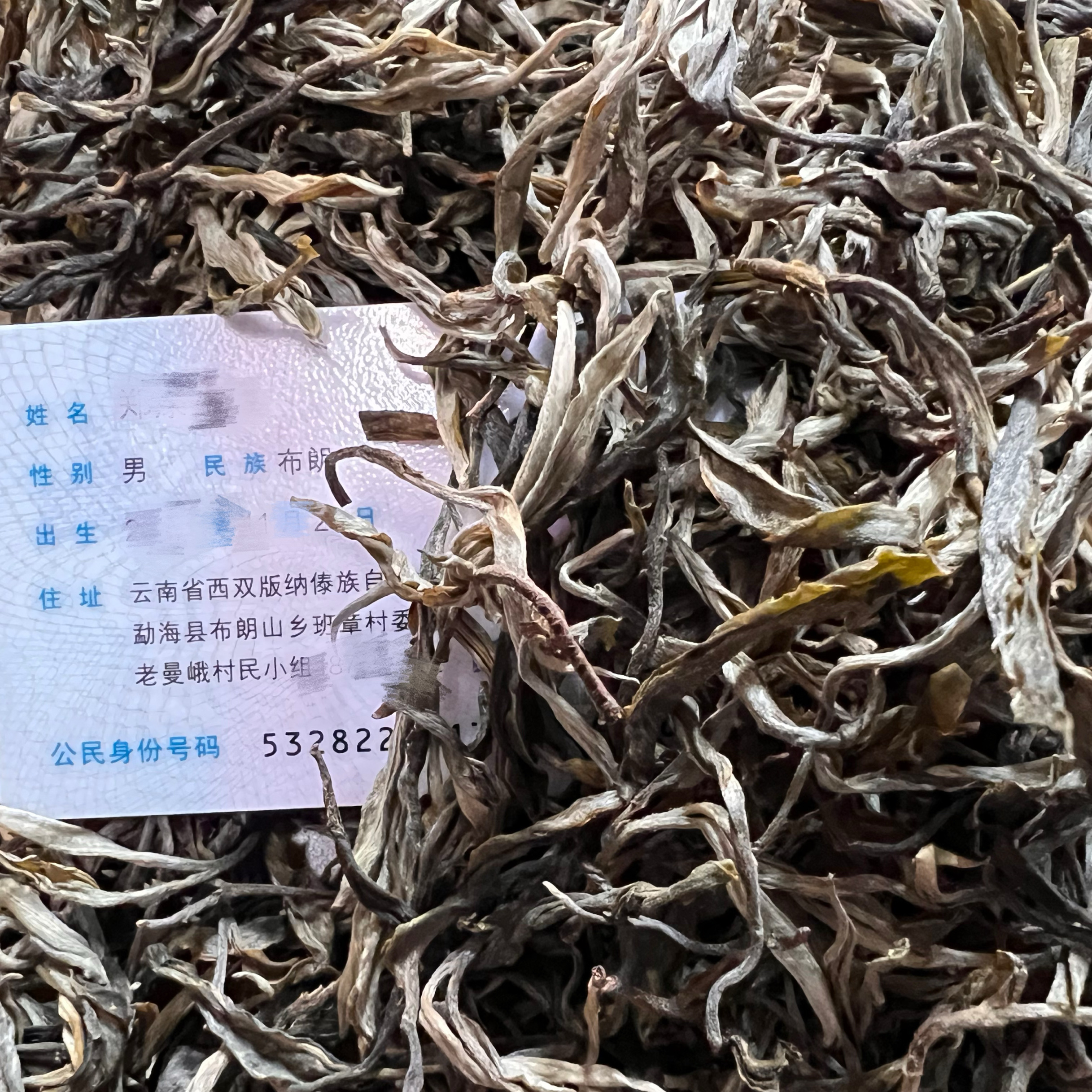 茶农直销苦甜生茶1000g老曼峨