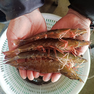 生虾明虾基围虾海虾虾鲜活速冻海鲜水产鲜活青岛大虾