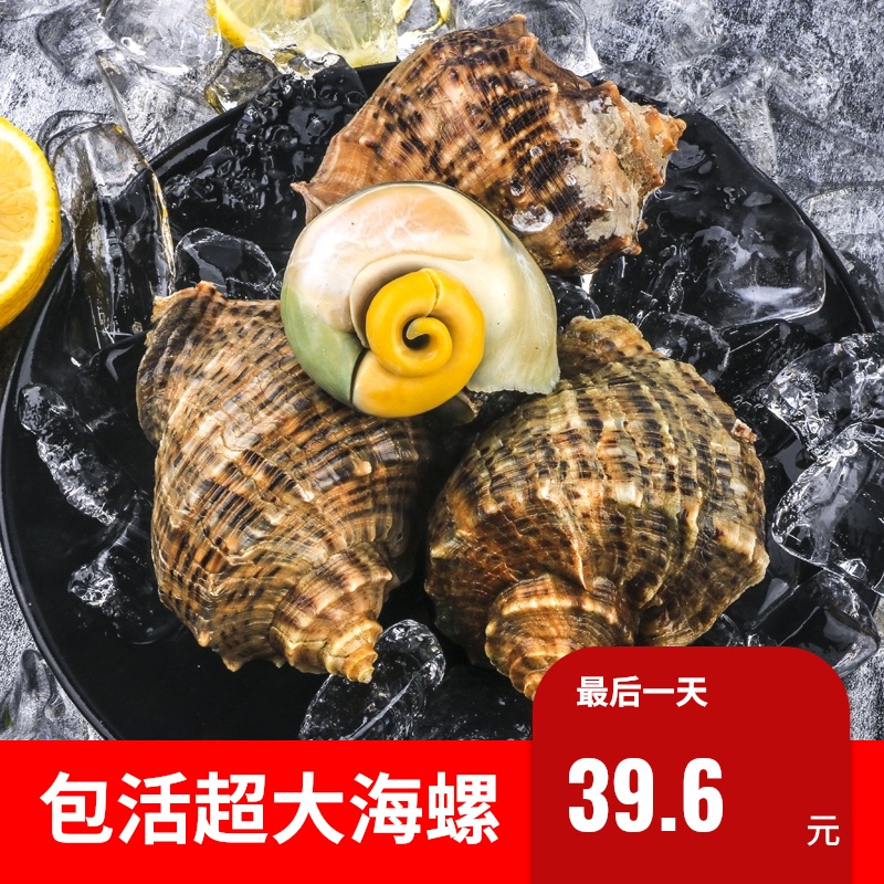 海螺鲜活鲜大个超大当天贝类野生海捕海鲜水产鲜活特大大海螺包邮