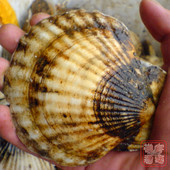 超大巨型扇贝鲜活特大带半壳海鲜鲜活水产新鲜大连炭烧烤扇贝批发