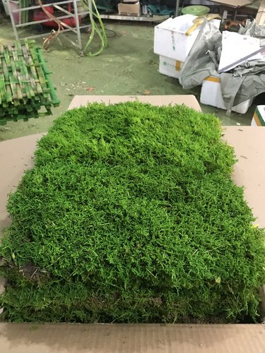 永生苔藓大灰藓枯山水干景软装青苔藓球苔藓墙染色青苔沙盘绿苔