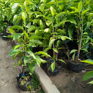 白兰花盆栽花卉盆栽白兰花花香浓厚枝叶茂盛观叶绿植室内摆放植物