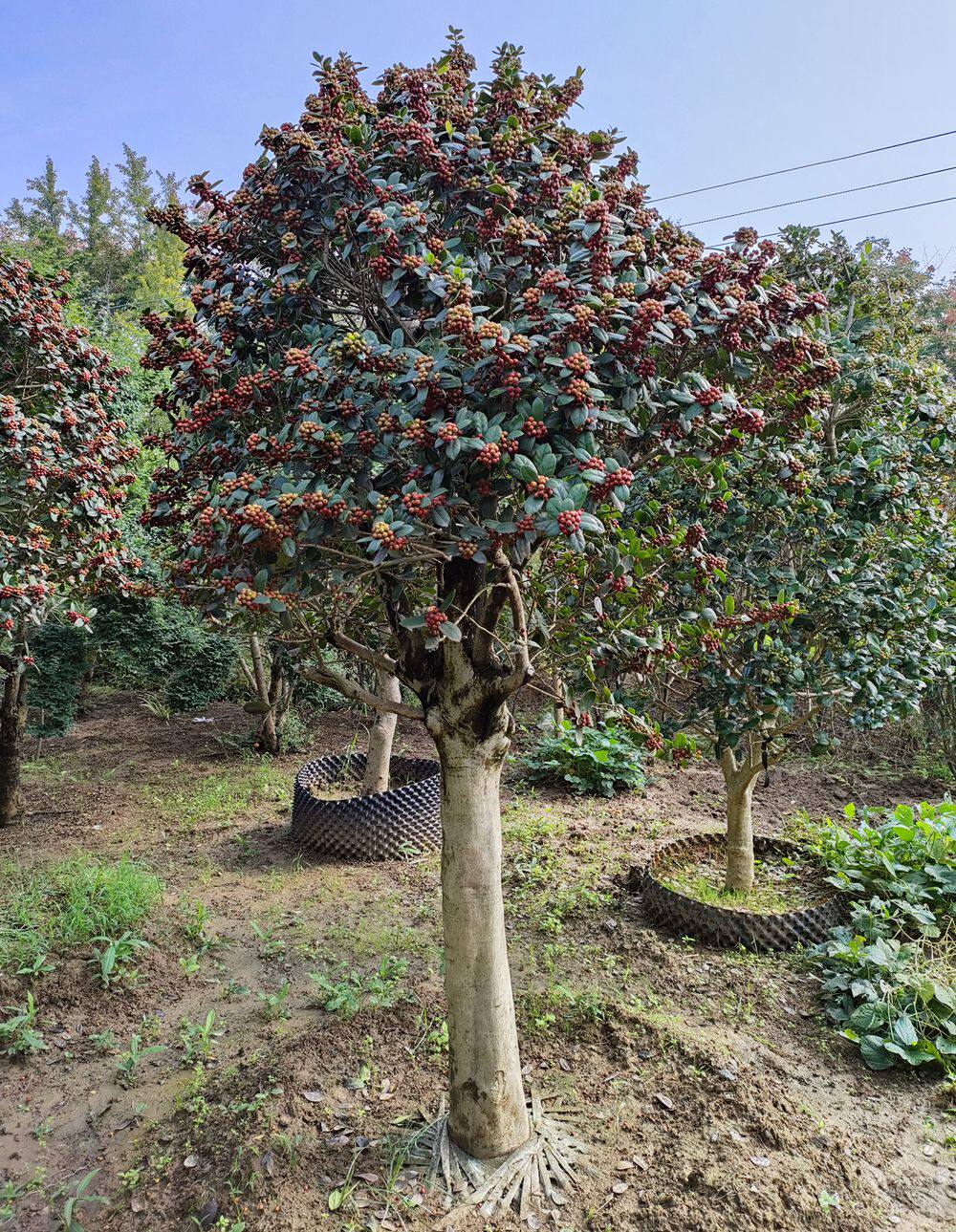 无刺枸骨景观树金玉满堂树满堂红四季常青庭院种植观赏性强美观