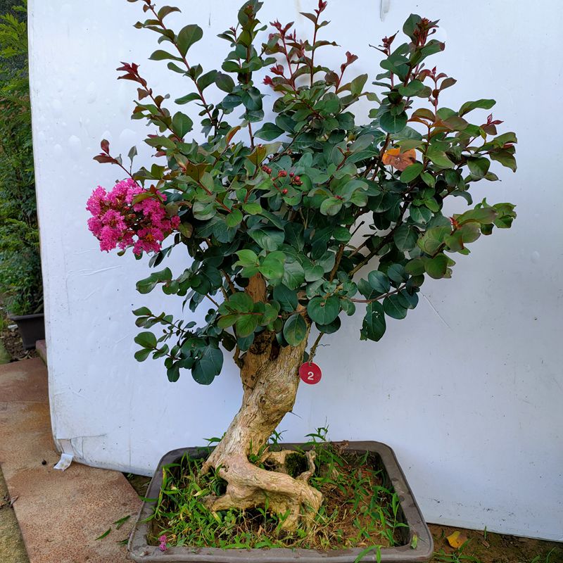 红花紫薇盆景百日红观叶观花植物庭院木本花卉盆栽客厅阳台摆放观