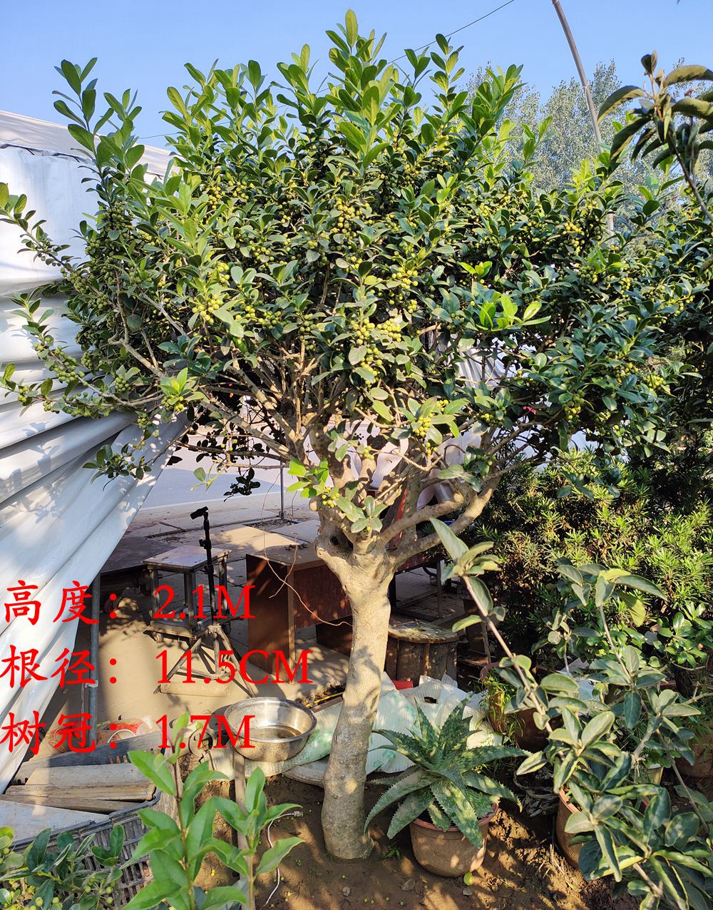 无刺枸骨景观树庭院植物观果花卉四季常青金玉满堂观赏树实拍花卉