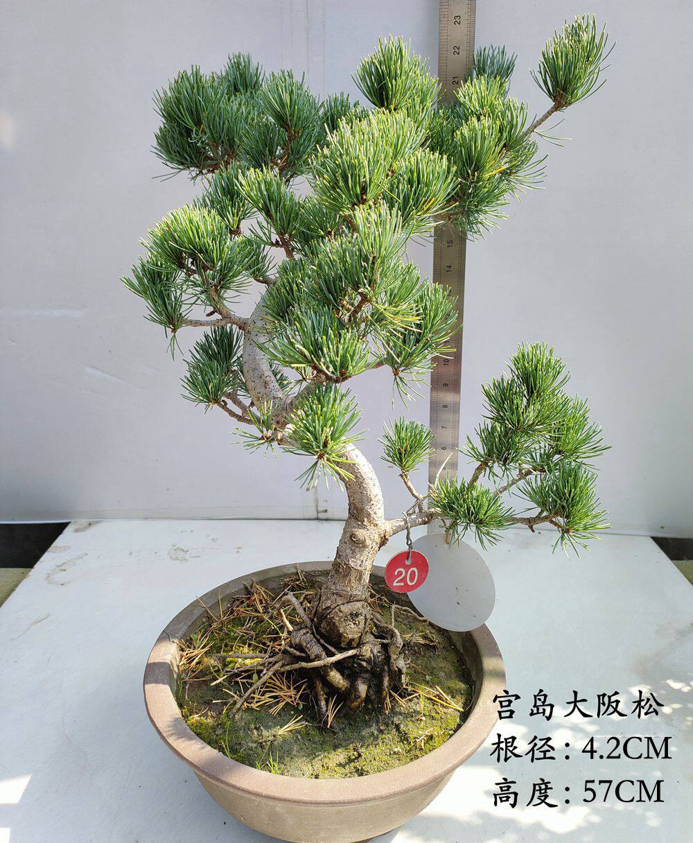 大阪盆景素材松树四季常青包邮