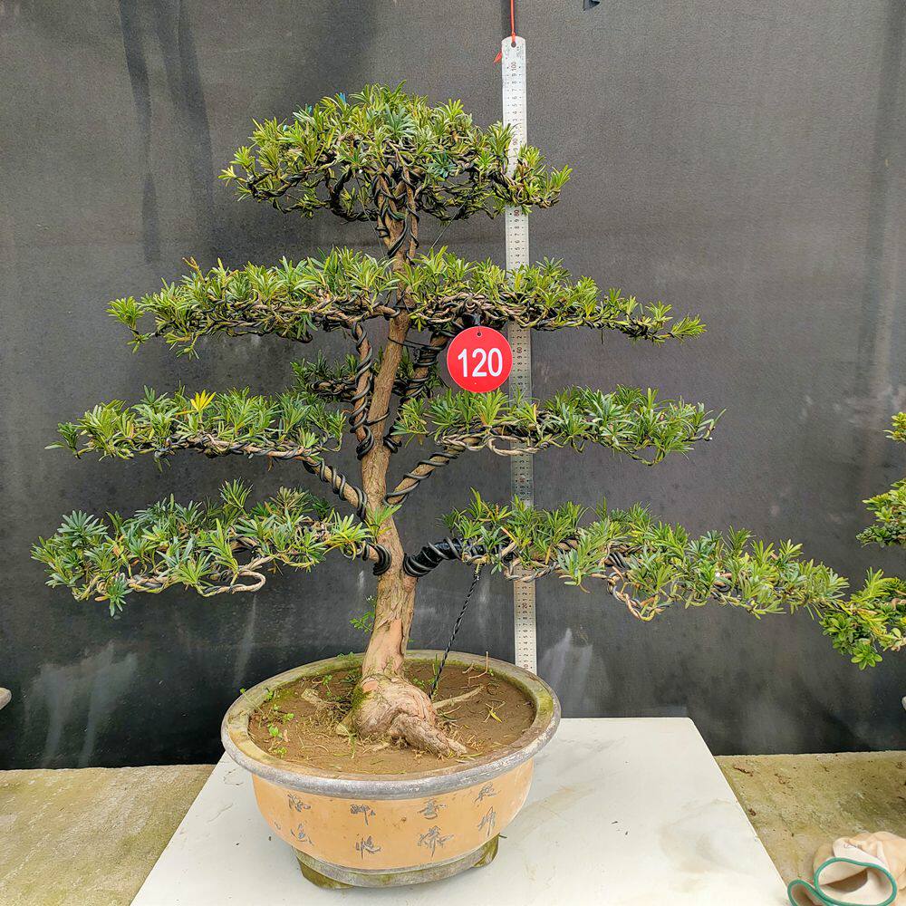 雀舌罗汉松盆景观叶花卉植物盆栽造型松四季常青客厅书房室内摆放