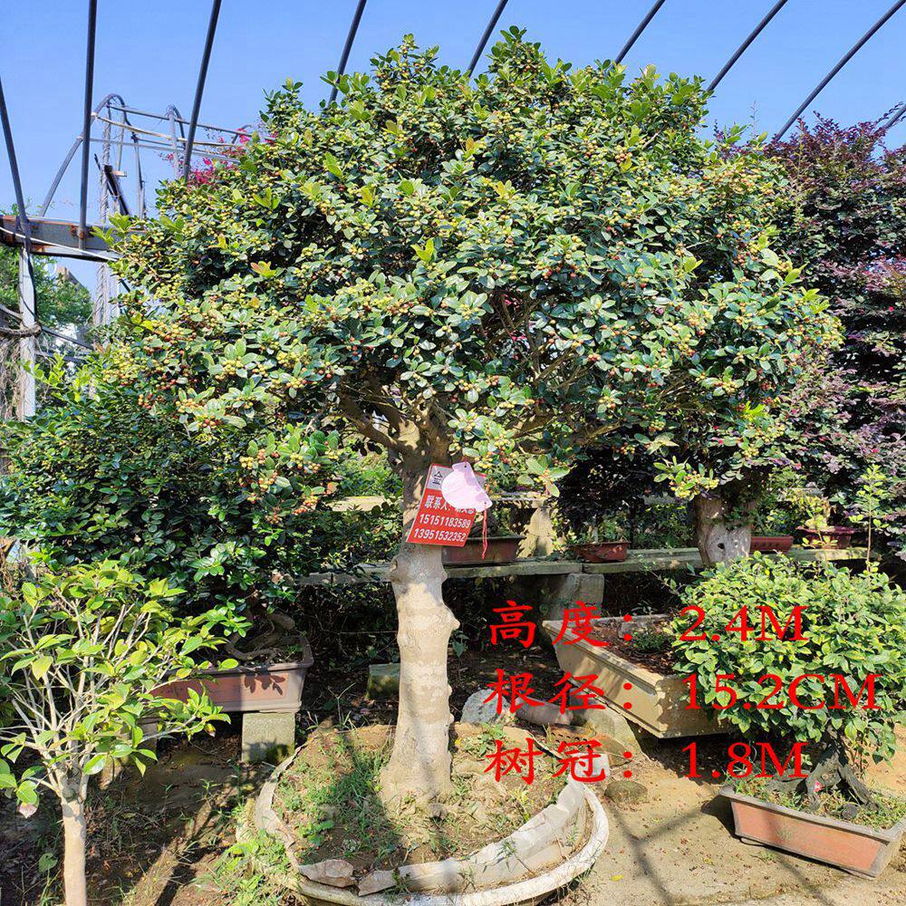 无刺枸骨地景树金玉满堂景观树庭院观果花卉庭院种植四季常青植物