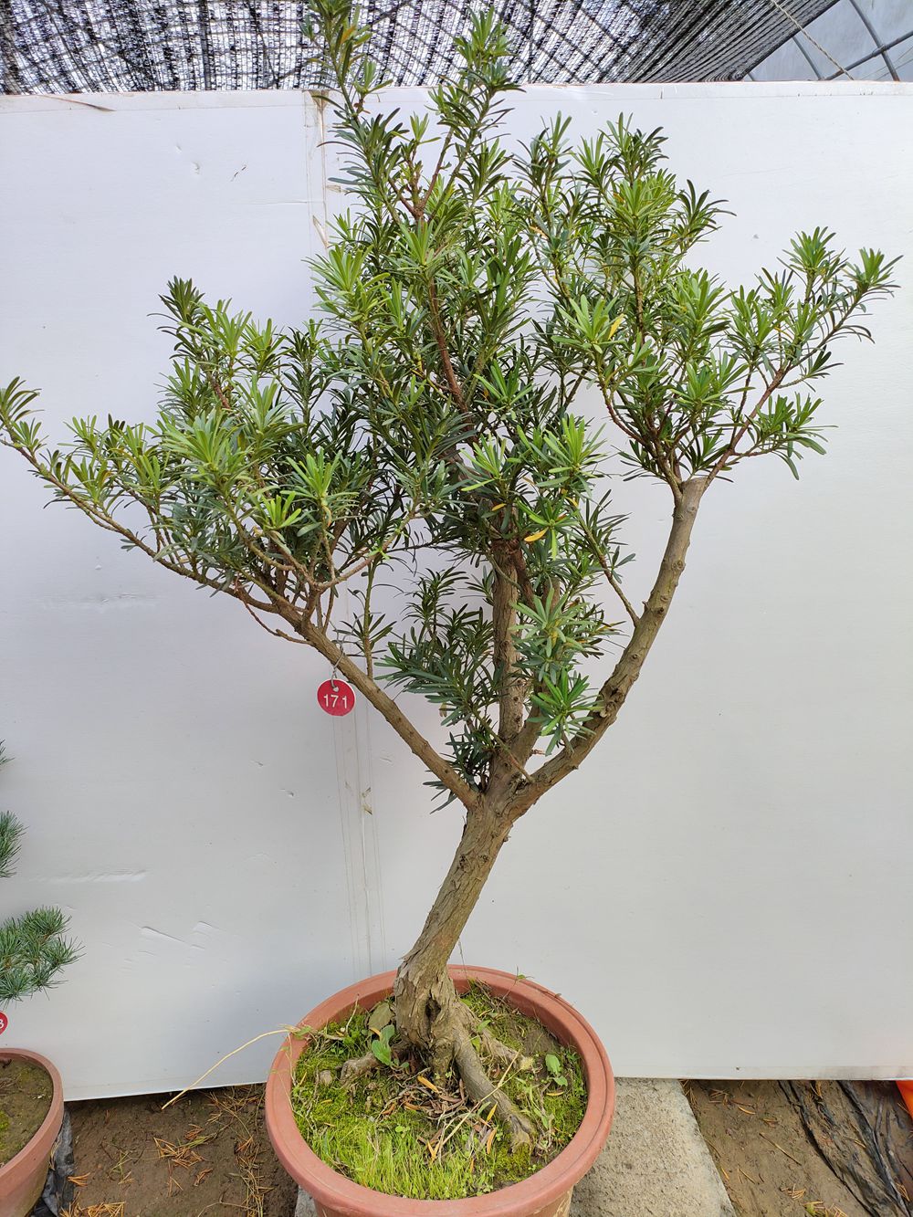 雀舌罗汉松树苗盆栽花卉四季常青观叶花卉客厅卧室庭院摆放实拍