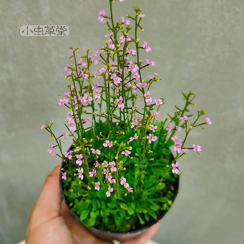 丹波花柱草暴打昆虫趣味食虫植物盆栽小虫草堂奇花异草捕蝇草猪